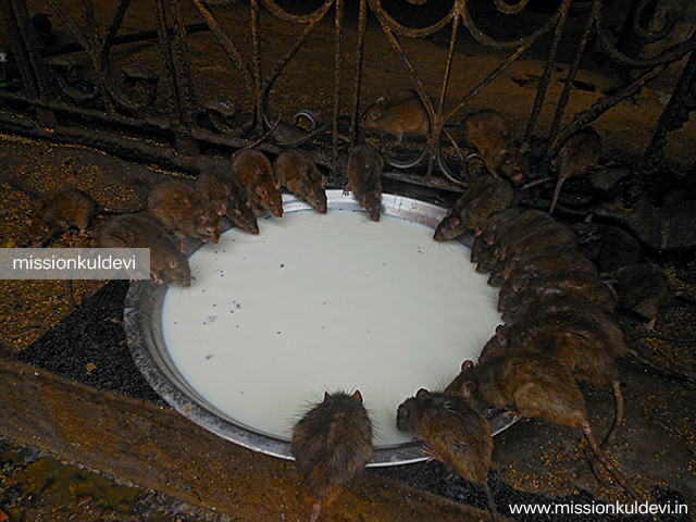 Rats in Karni Mata Temple Deshnok