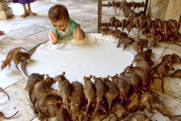 rats in karni temple